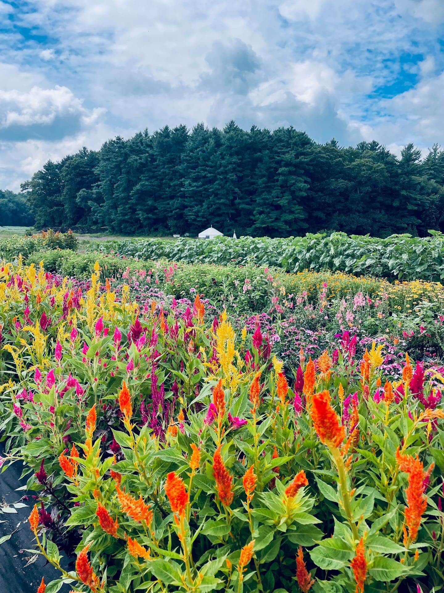 Wildflowers at Sprouts Farm and Forest Learning